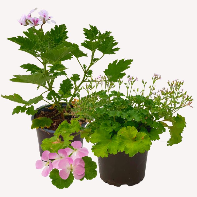 Balkonblumen auf urbanhochbeet.de Duftgeranien online bestellen