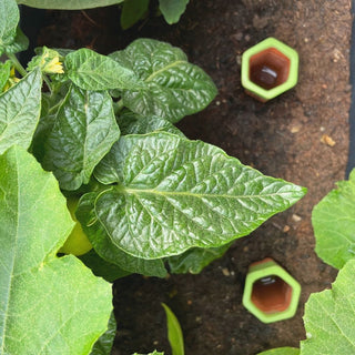 Selbstbewässerung Ollas