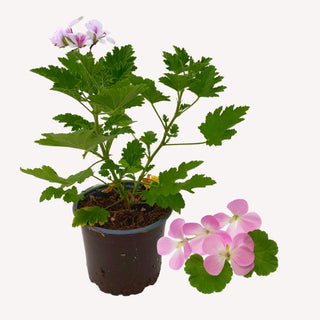 Duftgeranie 'Frensham'