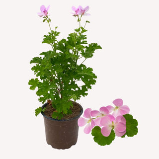 Duftgeranie Prince of Orange