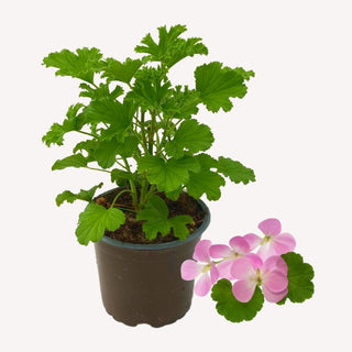 Duftgeranie Citronella