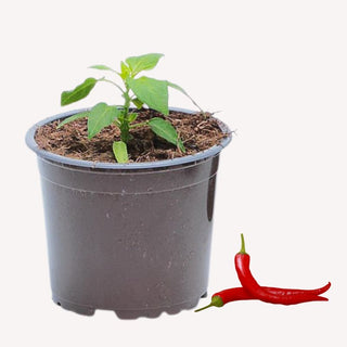 Topf-Chili Fajita