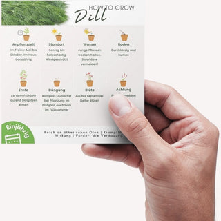 Dill Pflegeanleitung