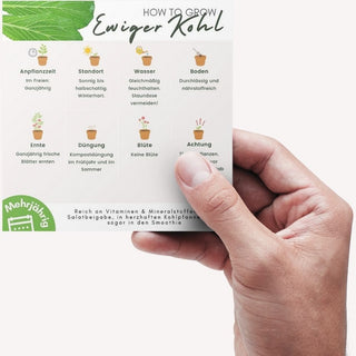 Ewiger Kohl Pflegeanleitung