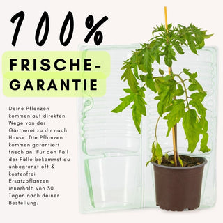 Paprika Frischegarantie