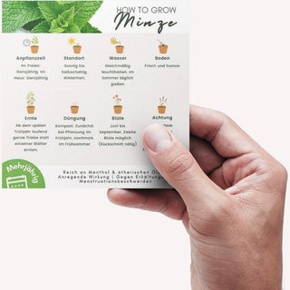 Minze Pflegeanleitung