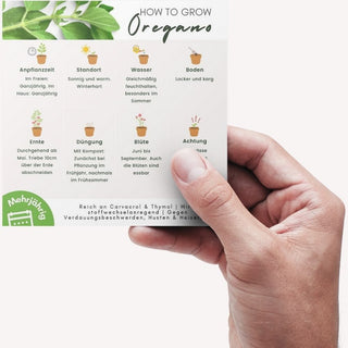 Oregano Pflegeanleitung