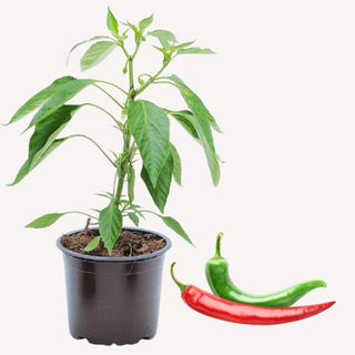Peperoni Max Pepper