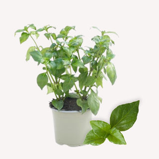 Balkongarten Tiny