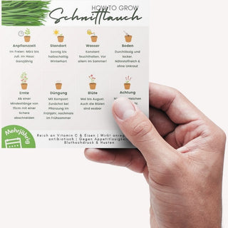 Schnittlauch Pflegeanleitung