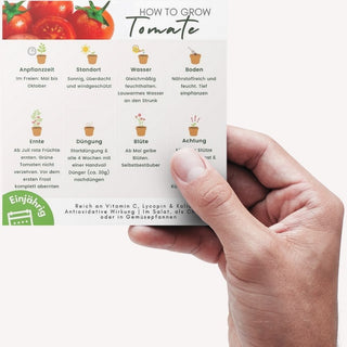 Balkon Tomate Pflegeanleitung