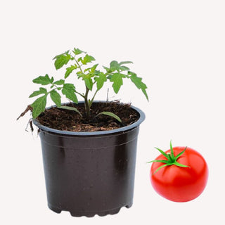 Balkon Tomate