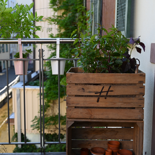 Kräuterkiste mit Asiakräutern auf dem Balkon
