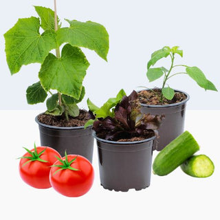 Gemüsepflanzen für Balkon & Terrasse