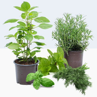 Kräuterpflanzen für Balkon & Terrasse