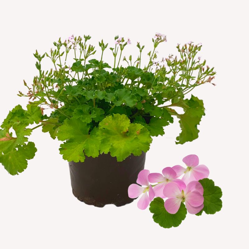 Duftgeranie 'Fruity' | Balkonblumen bei urbanhochbeet.de 💐 – Urban Hochbeet
