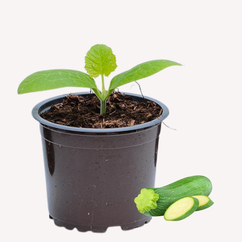 Kompakte Zucchini